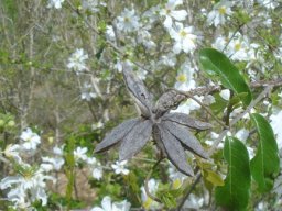 Xylotheca tettensis leaves and fruit husk